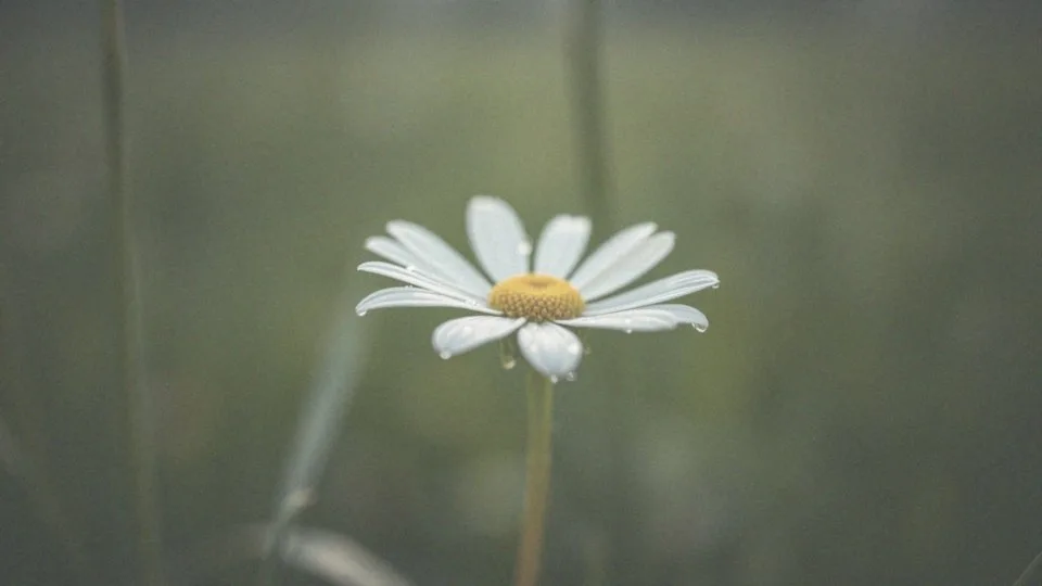 Zaszłam w ciążę 2 dni przed owulacją – szanse i ważne informacje